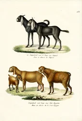 Cabra, 1824